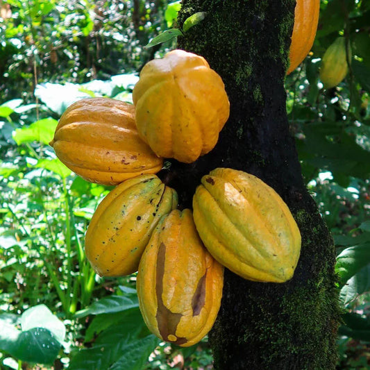 Fèves de cacao décortiquées et séchées Bio