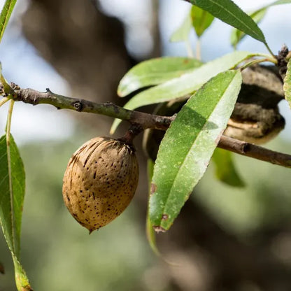 Amande Bio