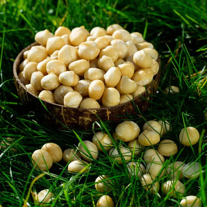 Noix de macadamia Bio