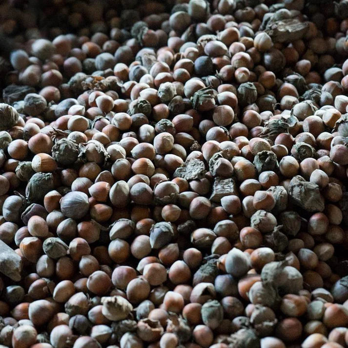 Noisette Bio