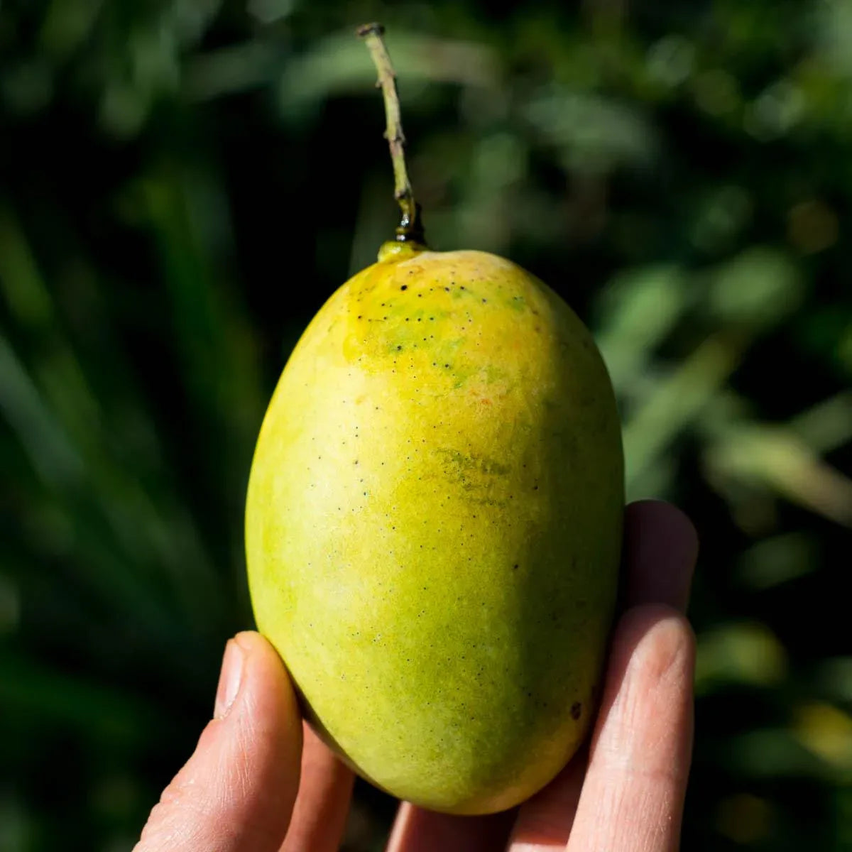 Mangue Émeraude sauvage séchée en lamelles