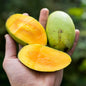 Mangue Émeraude sauvage séchée en lamelles