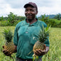 Ananas séché Bio