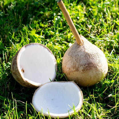 Noix de coco jeune Light